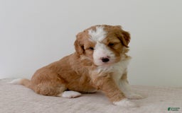 Bernedoodle dogs for sale: Marshmallow-medium - Image 2