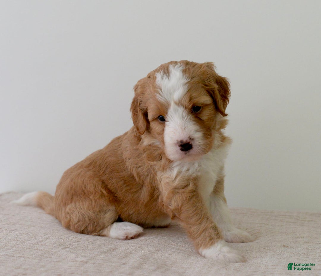 Bernedoodle dogs for sale: Marshmallow-medium - Image 2