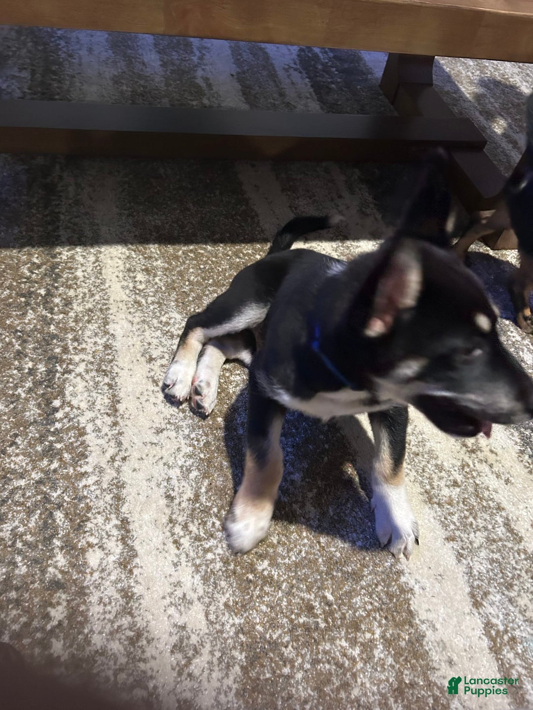 Gerberian Shepsky dogs for sale: King - Image 1