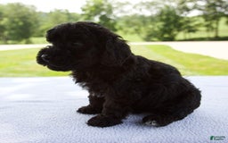 Miniature Poodle dogs for sale: Ollie - Image 6