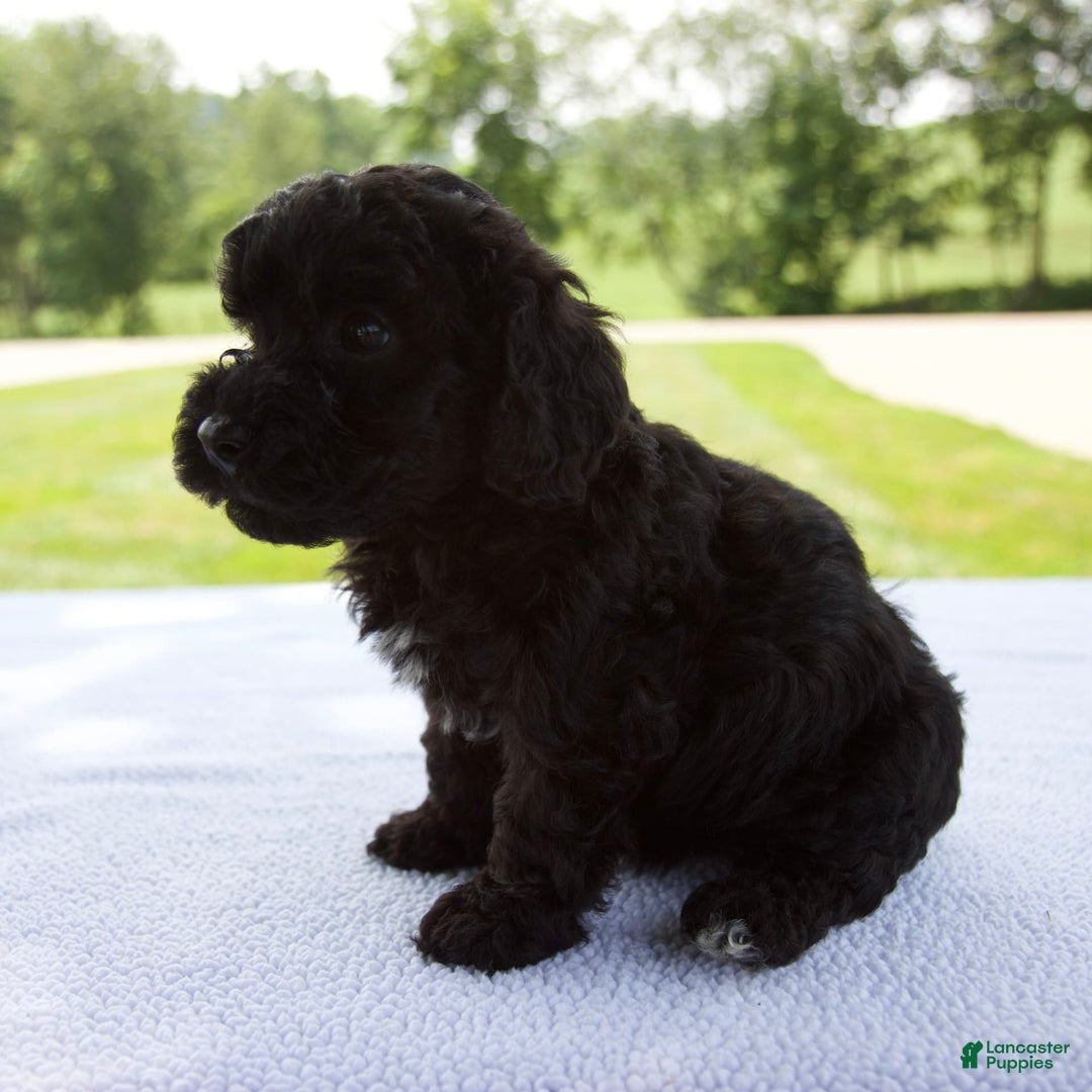 Miniature Poodle dogs for sale: Ollie - Image 6