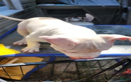 American Bully dogs for sale: Luna - Image 1