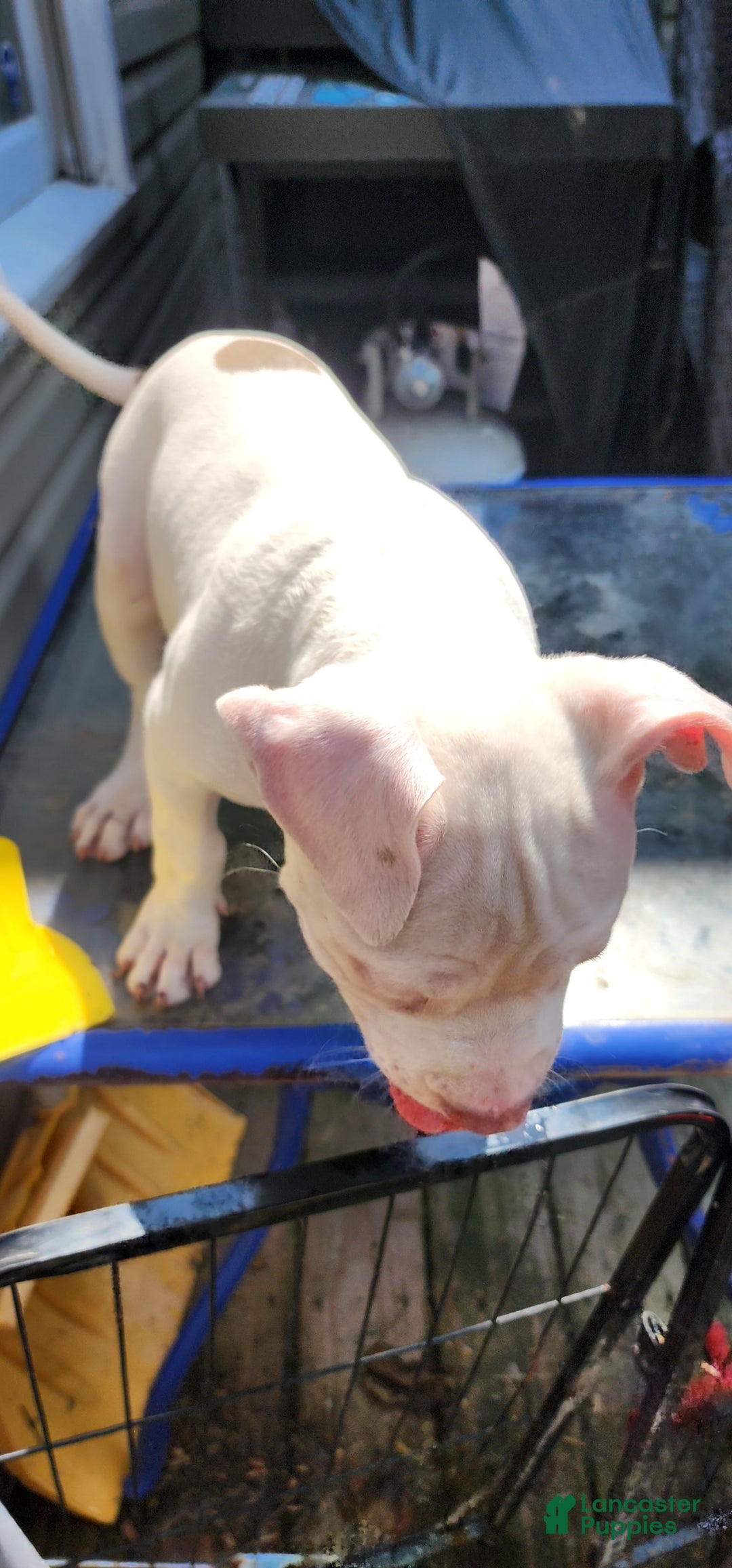 American Bully dogs for sale: Luna - Image 1