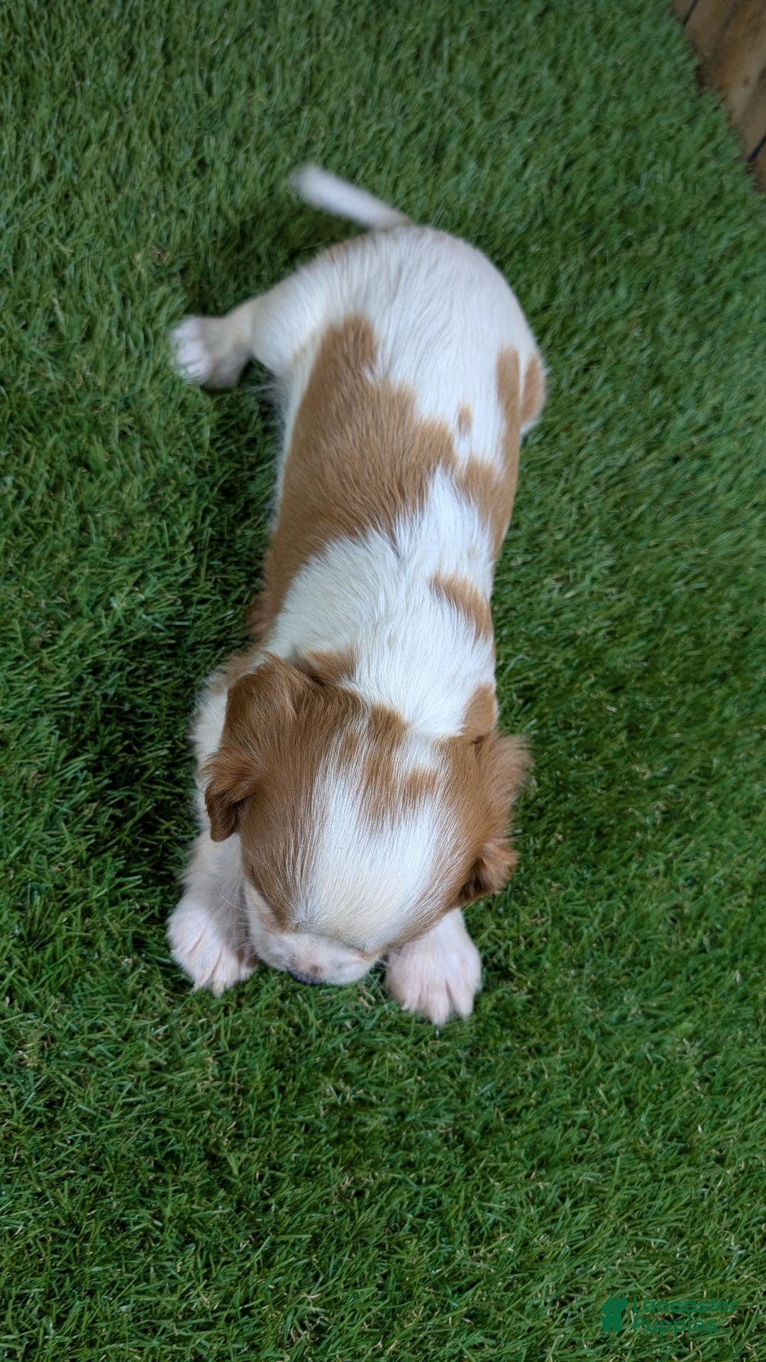Cavalier King Charles Spaniel dogs for sale: Stardust Boy 1 - Image 7