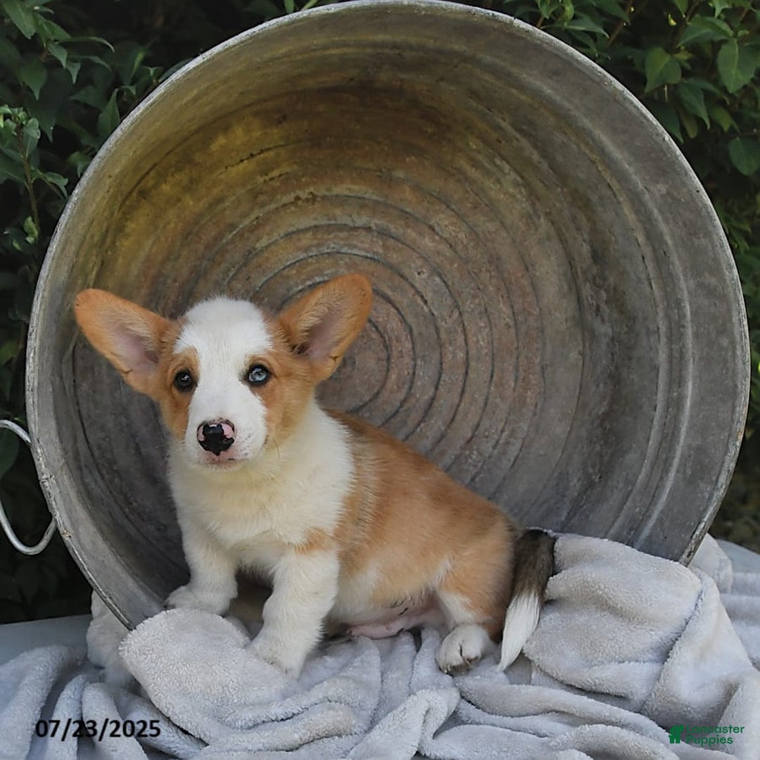 Welsh Corgi Pembroke dogs for sale: Thorne - Image 8