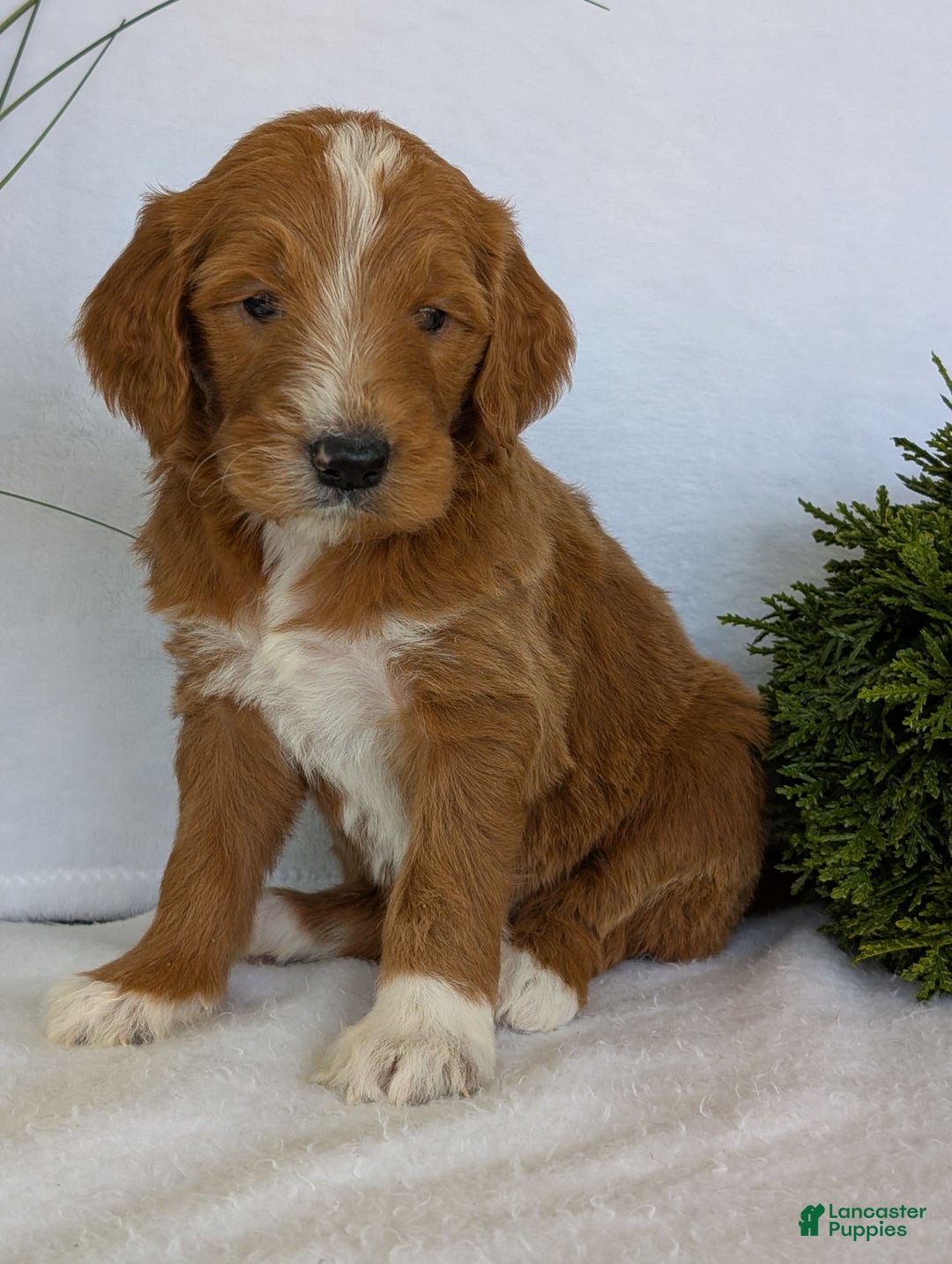 Goldendoodle dogs for sale: Mikey - Image 3