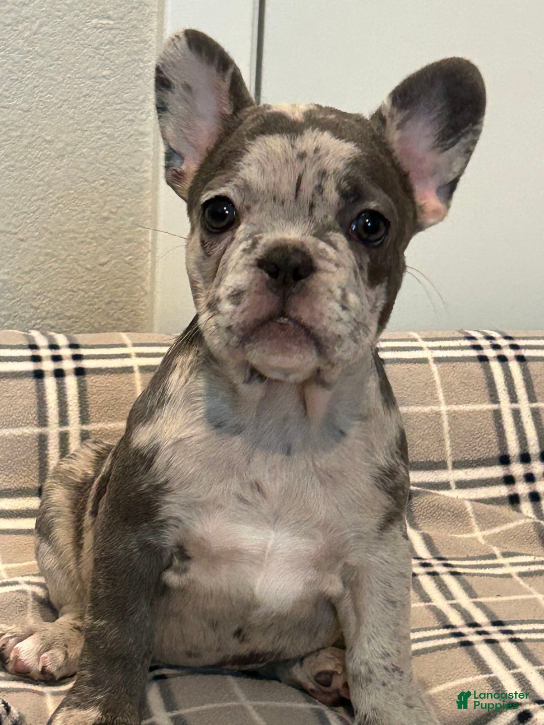 French Bulldog dogs for sale: Chi - Image 1