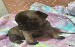 Pug dogs for sale: Candy - Image 10