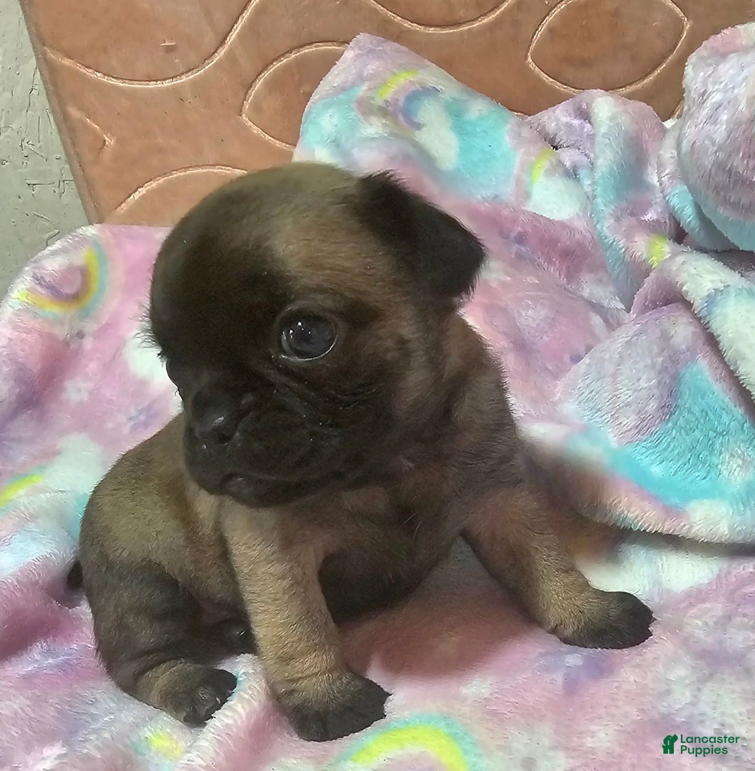 Pug dogs for sale: Candy - Image 10