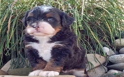Mini Bernedoodle dogs for sale: Oakley - Image 25