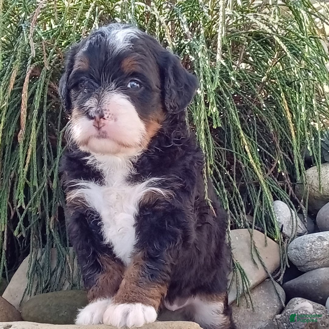 Mini Bernedoodle dogs for sale: Oakley - Image 25