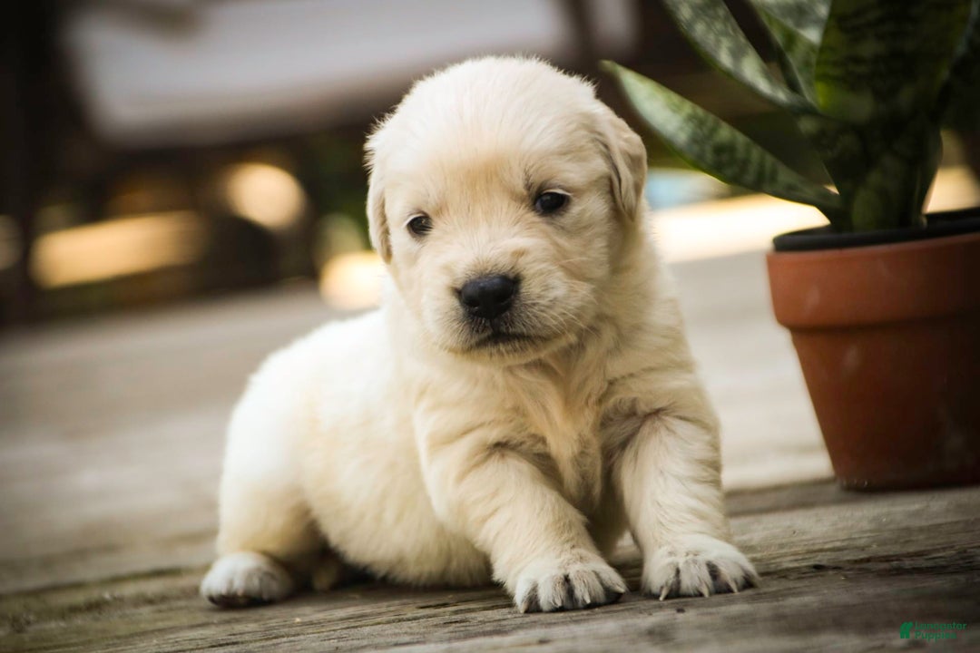 Golden Retriever dogs for sale: Tawny - Image 16