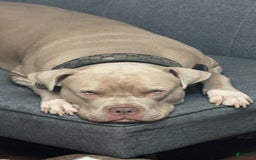 American Bully dogs for sale: White paws - Image 3