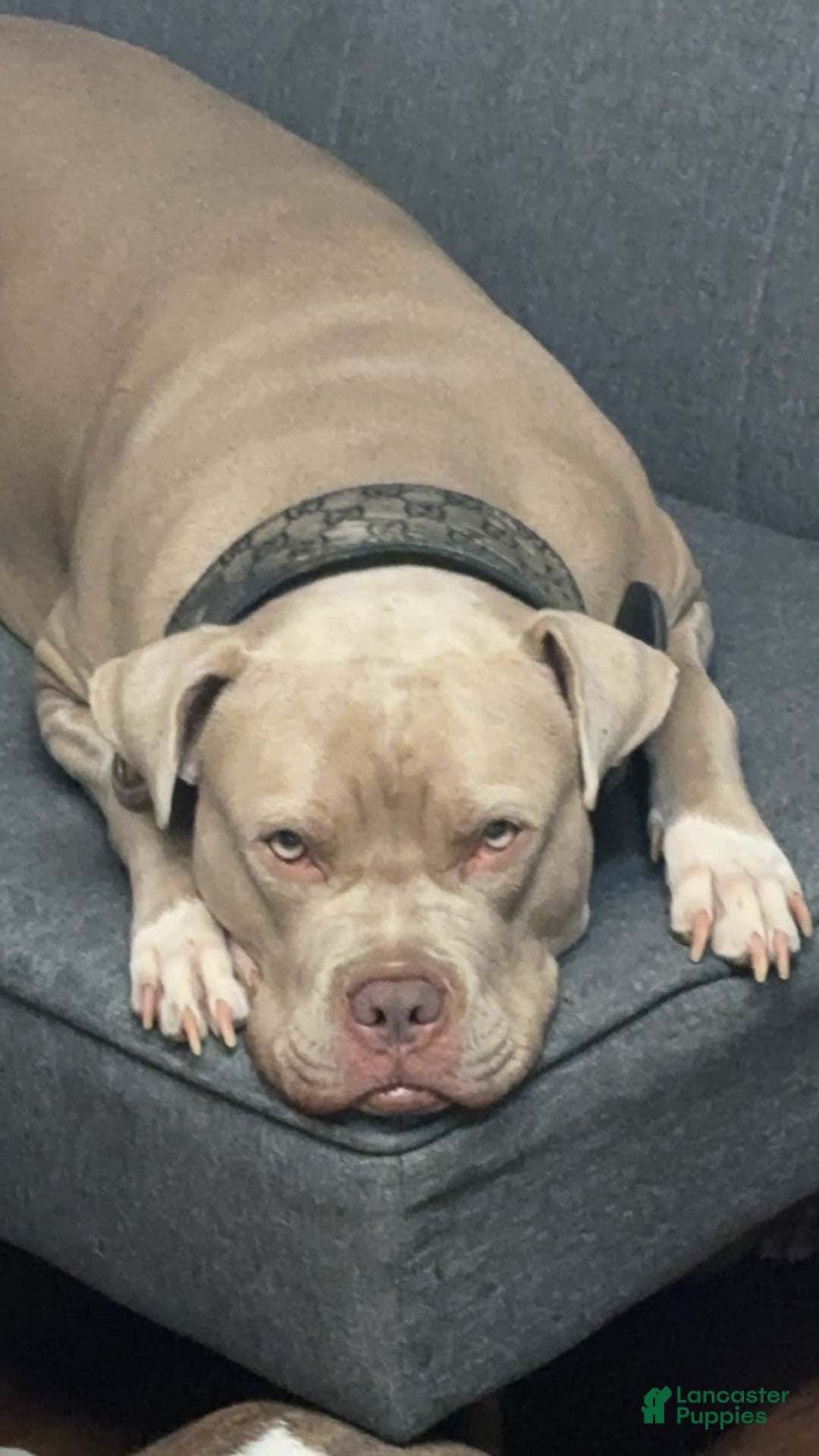 American Bully dogs for sale: White paws - Image 3