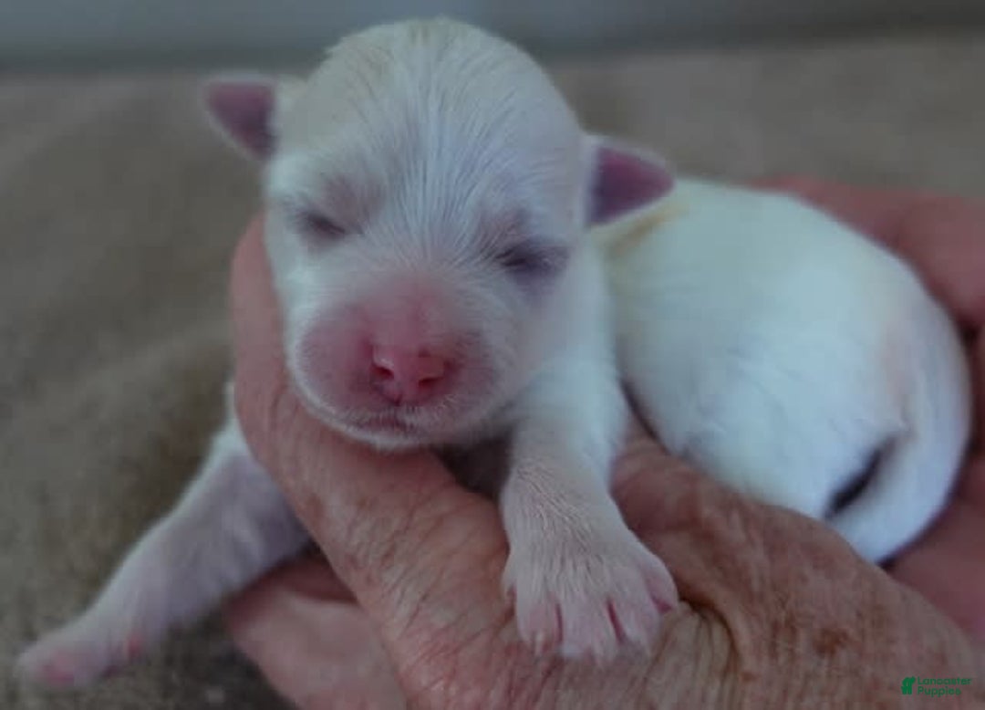 Maltese dogs for sale: Tinker - Image 6