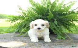 Cavachon dogs for sale: Opal - Image 5