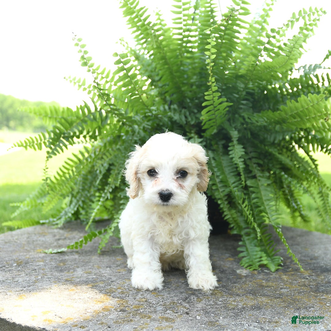 Cavachon dogs for sale: Opal - Image 5