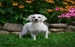 Bichon Frise dogs for sale: Benny - Image 9