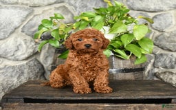 Cockapoo dogs for sale: Whisper - Image 3