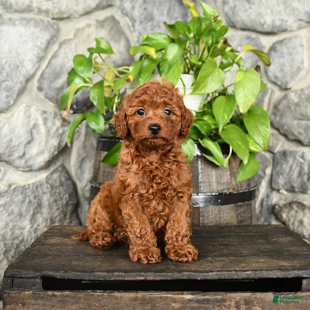 Cockapoo dogs for sale: Whisper - Image 3