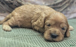 Cavapoo dogs for sale: Hera - Image 4