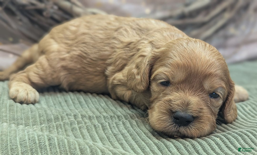 Cavapoo dogs for sale: Hera - Image 4