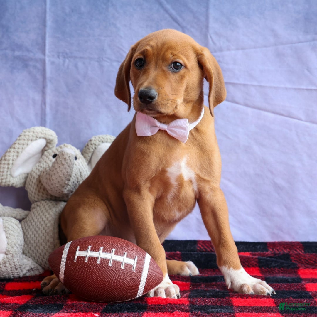Beagle dogs for sale: Chief - Image 6