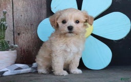 Maltipoo dogs for sale: Patsy - Image 5