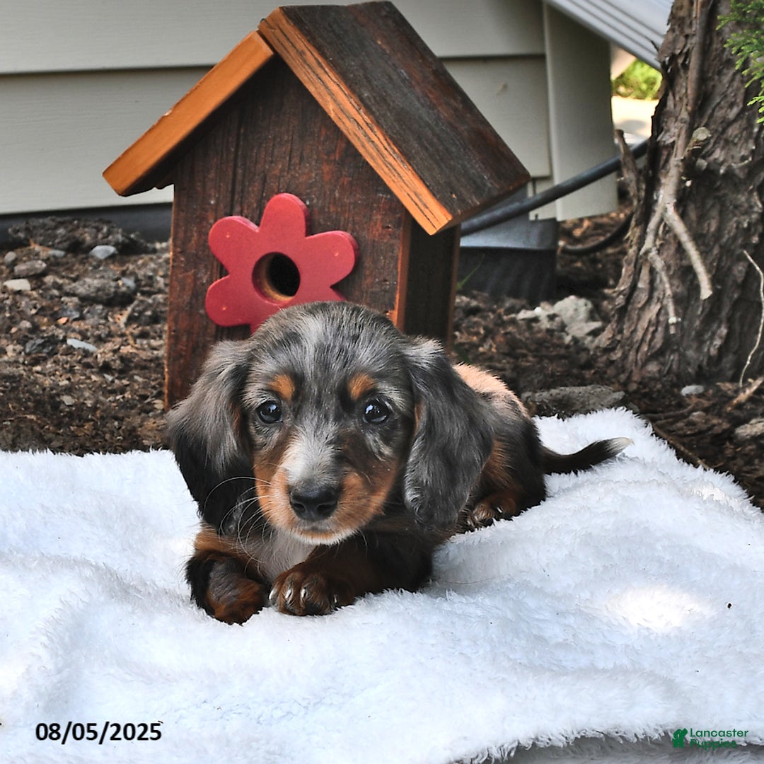 Miniature Dachshund dogs for sale: Musketeer - Special Needs - Image 4