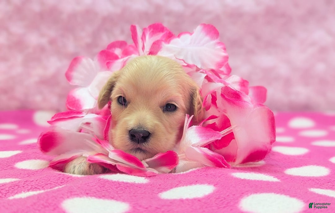 Cockapoo dogs for sale: Nadine - Image 18