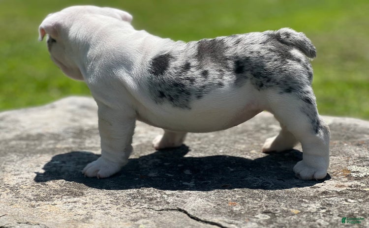 English Bulldog dogs for sale - Ad 3