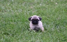 Pug dogs for sale: Galen - Image 12