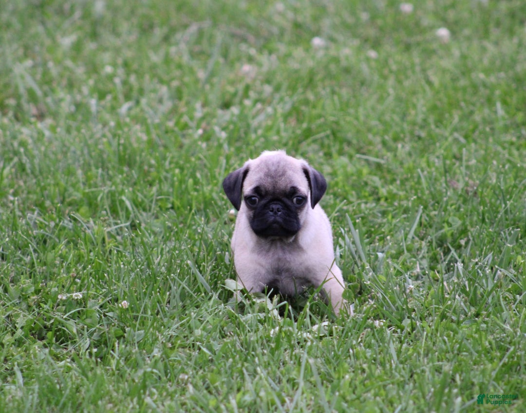 Pug dogs for sale: Galen - Image 12