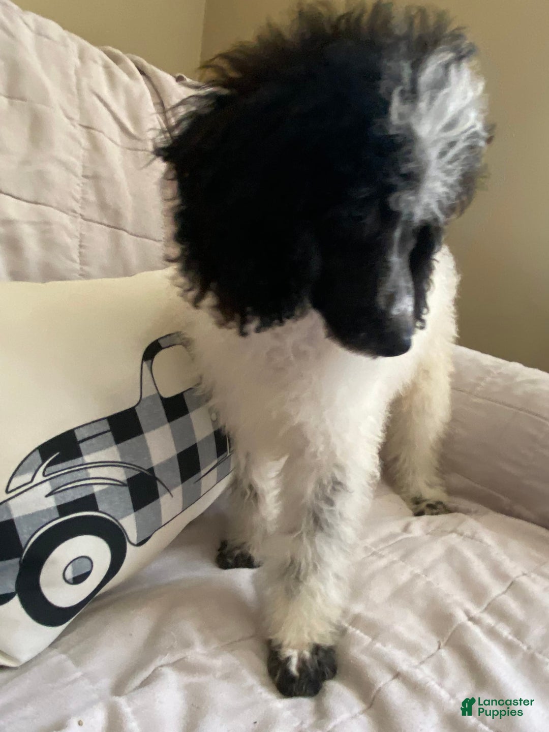Standard Poodle dogs for sale: Ode - Image 1