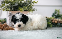 Miniature Poodle dogs for sale: Murry - Image 2