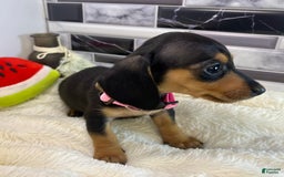 Miniature Dachshund dogs for sale: Jasmine - Image 8