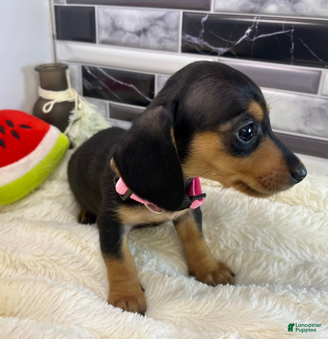 Miniature Dachshund dogs for sale: Jasmine - Image 8