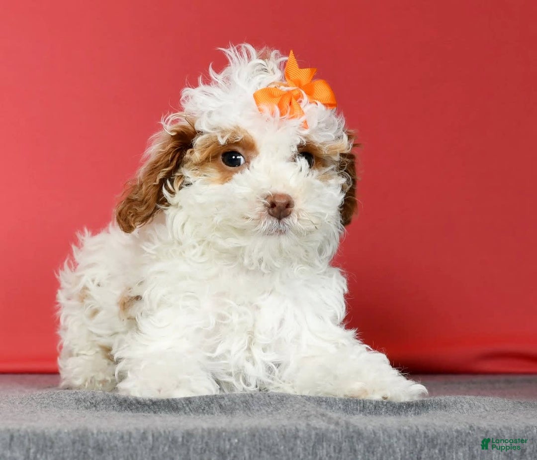 Miniature Poodle dogs for sale: Azalea - Image 6