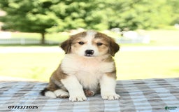 Great Pyrenees dogs for sale: Linda - Image 1