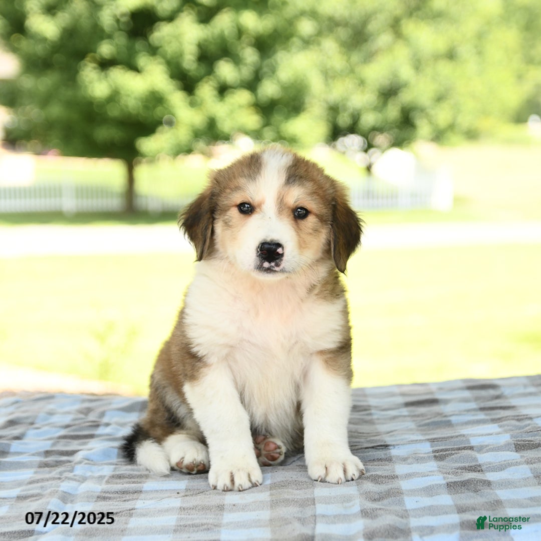 Great Pyrenees dogs for sale: Linda - Image 1