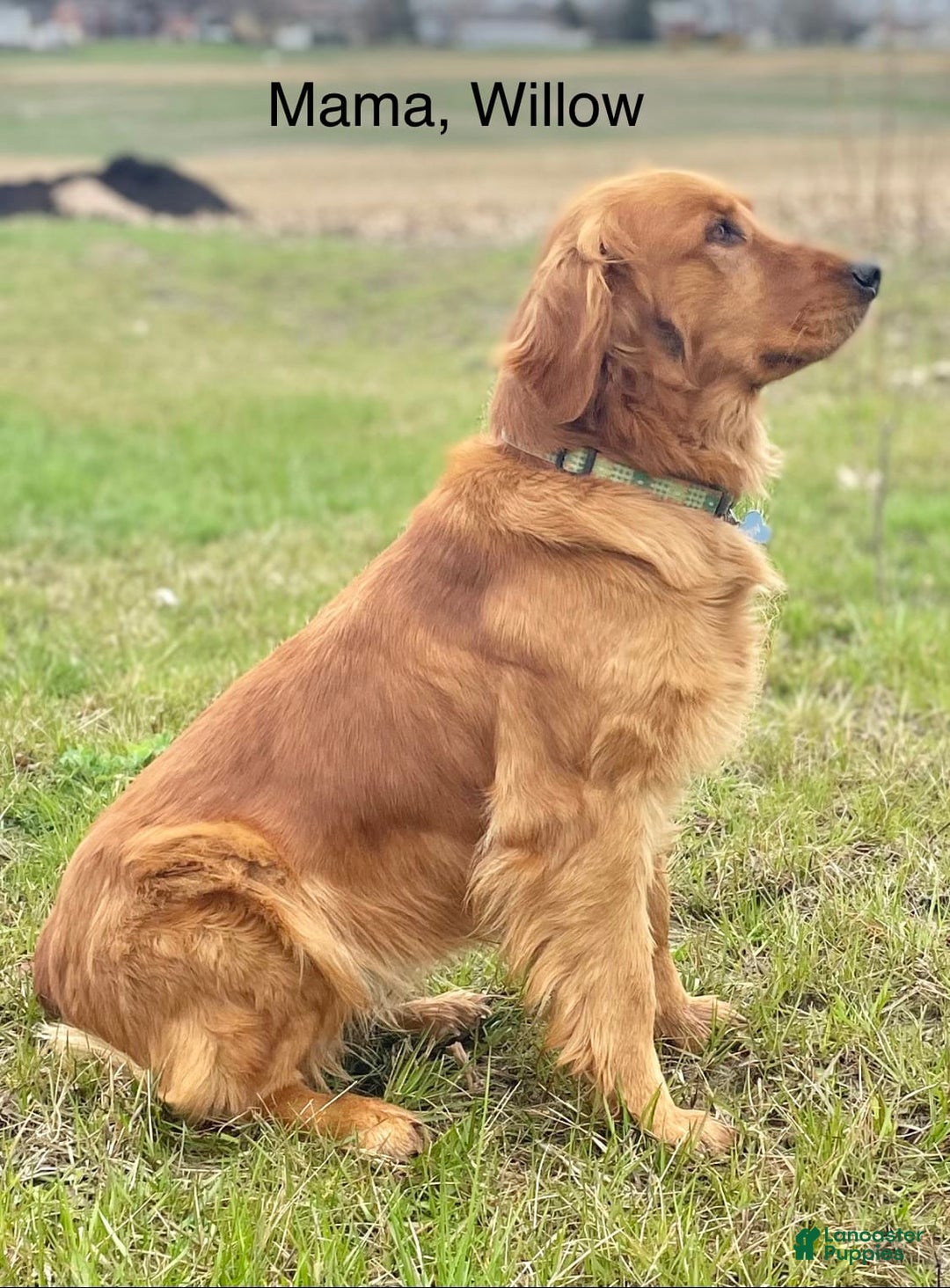 Goldendoodle dogs for sale: Bennie - Image 8
