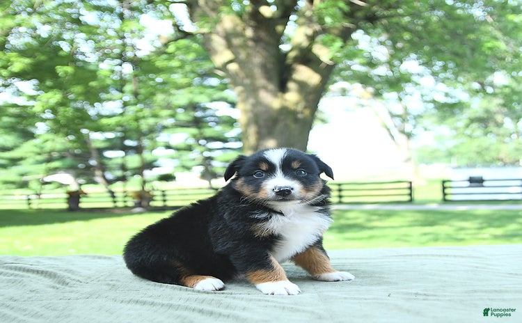 Australian Shepherd dogs for sale - Ad 2