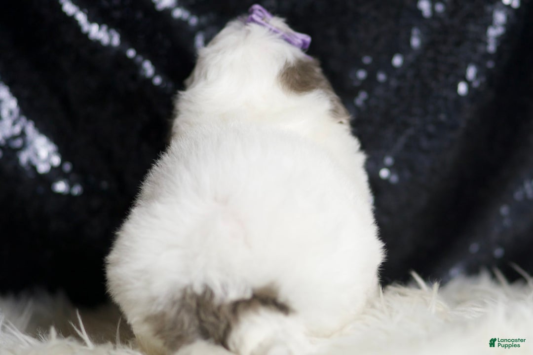 Mini Goldendoodle dogs for sale: Hannah - Image 5