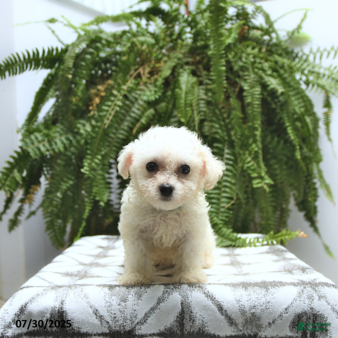 Bichon Frise dogs for sale: Zack - Image 2