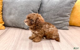 Yorkiepoo dogs for sale: Zack - Image 1