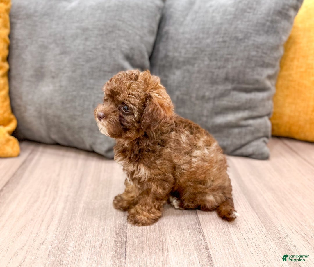Yorkiepoo dogs for sale: Zack - Image 1