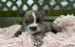 Frenchton dogs for sale: Jayna - Image 5