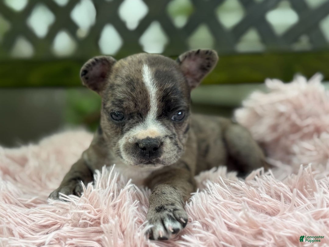 Frenchton dogs for sale: Jayna - Image 5
