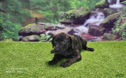 Catahoula Leopard Dog dogs for sale: Jesse 2025 Female 2 - Image 11