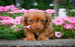 Miniature Dachshund dogs for sale: Sugar - Image 2